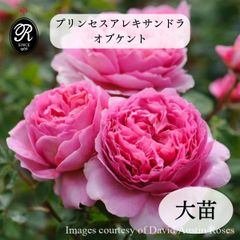 バラ レディエマハミルトン 正規品ラベル付き 廃盤品種 鉢発送 - メルカリ