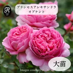 バラ苗 【プリンセスアレキサンドラオブケント】 (大苗) シュラブ 半つる性 返り咲き 大輪 ピンク系 イングリッシュローズ ER6L専用角鉢 強香のサムネイル