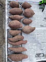 無農薬　さつまいも　紅はるか　4.5キロ
