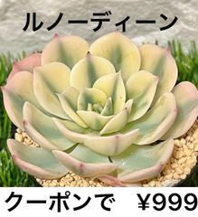 ルノーディーン  多肉植物 多肉 エケベリア 美苗 錦 斑入り 人気