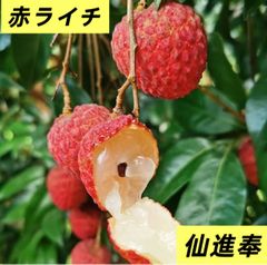 300g‼️１５日前後の入荷予定‼️クール便‼️仙進奉荔枝　ライチ‼️生ライチ‼️赤ライチ‼️フォロワー様限定100円引きクーポン配布中‼️ 果物　フルーツ