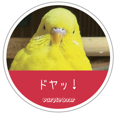 送料無料　セキセイインコ　インコ「インコ　ドヤッ！　ステッカー」（約６０ｍｍ×約６０ｍｍ）