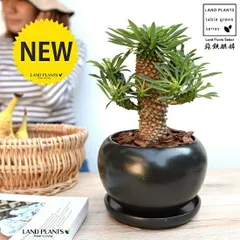 ソテツキリン（蘇鉄麒麟：パイナップルコーン） 黒色 大丸 陶器鉢【バークチップ・受皿】 ユーフォルビア 蘇鉄キリン きりん