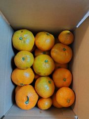 温州みかん🍊