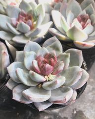 エケベリア　トロムソ　ジャム多肉　多肉植物