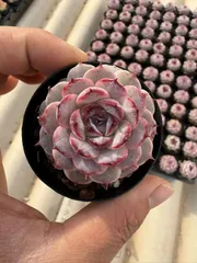 C667　数珠星錦　土鉢付き　24鉢　多肉植物 エケベリア 韓国苗 サボテン 多肉本舗 ＊多肉植物＊