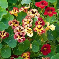 【花の種】１５粒　ナスターチューム　ブラッディマリー　ナスターチウム