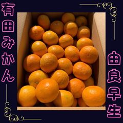 ゆらみかん　2.5キロ　今年も美味しいみかんができました♡