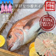 青空レストラン出演！平戸なつ香タイ 約2kg 送料無料 長崎を代表する フルーツ 魚！