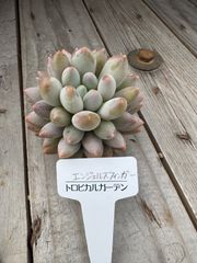 エンジェルフィンガー　エケベリア　トロピカルガーデン　多肉植物
