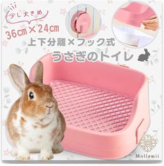 Item thumbnail for item 4f4346a8-5f81-4a3b-a980-8c792e27b26d