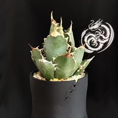 【メルカリ便】大きめチタノタ8種セット♩鉢ごと発送 ネームタグ付 2025年最新】ネームドアガベの人気アイテム - メルカリ