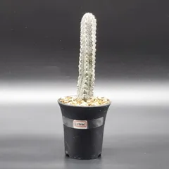 【超珍品】ユ一フォルビア　アブデルクリ 群生 超大株 超珍品】ユ一フォルビア アブデルクリ 群生 超大株 - メルカリ