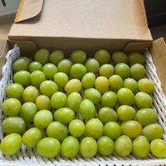 朝獲れ❗️粒だけたっぷり❗️送料無料❗️岡山県産　シャインマスカット　粒売り　葡萄
