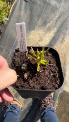 サラセニア　ルブラ　ガルフェンシス　ヘテロフィラ　【食虫植物】【SARR22-0222】