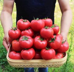 トマト 秀品 約４ｋｇ Mサイズ 24個入り 樹上完熟 贈答用  ジュース 箱入り