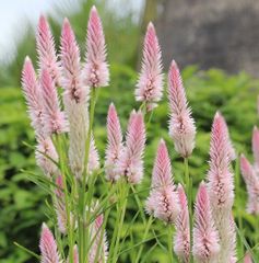 ケイトウ（ノゲイトウ）　ピンク　種50粒　花の種