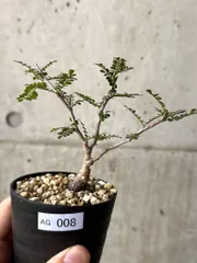 塊根植物　パキプス　作家鉢付 Yahoo!オークション -「パキプス鉢」(観葉植物) の落札相場