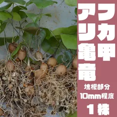 2024年最新】亀甲竜 植物の人気アイテム - メルカリ