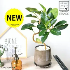 フランスゴム（大葉曲がり） ベージュ色 落ち着きのある 陶器鉢【黄色小石・受皿】 フィカスルビギノーサ ルビキノーサ ルビ