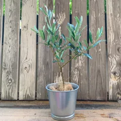 2025年最新】ココスヤシ シルバーリーフの人気アイテム - メルカリ