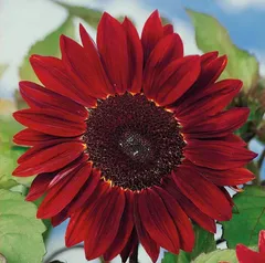 ひまわり　赤系ミックス　種子　花の種