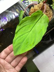 Homalomena sp. from Padang Sidempuan【HW1123-06】