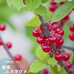 果樹苗 ユスラウメ 苗木 赤実 ゆすらうめ 6号鉢(直径18cm) 1個 果樹苗木 落葉樹 花木 ユスラ梅