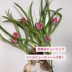 希少 シック 原種 チューリップ『ヒルデ』3球 土を落とさずポット苗の 