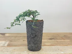 2025年最新】オペルクリカリア パキプス ベアルートの人気アイテム