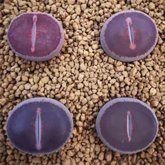 2025年最新】リトープス日輪玉の人気アイテム - メルカリ 