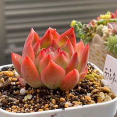 多肉植物 ☘️ ラブレター 抜き苗
