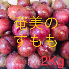 奄美大島産　すもも　プラム　ガラリ