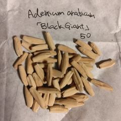 アデニウム・アラビクム「ブラックジャイアント」 種子50粒 Adenium