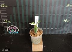 フィロデンドロン　ホワイト　プリンセス　Philodendron　White Princess