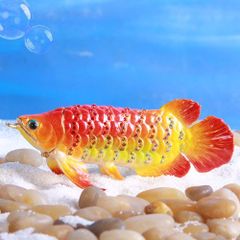 EX801 アロワナ 紅龍 Sサイズ  【ピィアース正規品】 アジアアロワナ レッド 熱帯魚 小物入れ おしゃれ 収納 アクセサリーケース 置物 インテリア 雑貨 かわいい 動物 グッズ 東京銀座PICALS ピィアース mer12