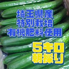 割引クーポンで100円引き！５キロ弱！大きめではありません！少し曲がりの朝採りきゅうり！　野菜ソムリエサミット銀賞受賞　農家直送　減農薬　有機肥料　ちょい曲がり　訳あり　5kg