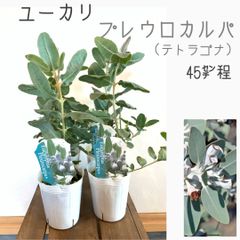 ユーカリ　プレウロカルパ苗・苗木　(テトラゴナ)1ポット　★大きいものから発送します！　★ポット発送！(抜き苗致しません)  ★1ポットのお値段です。★丈夫な子だけを発送させて頂いております．