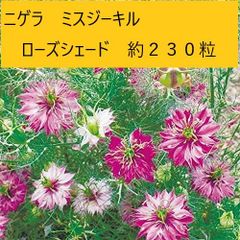 【花の種】ニゲラ　ミスジーキルローズシェード　1.25ｍｌ　約２３０粒