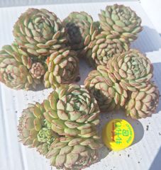 ☆リトルレッドボード☆カット苗　多肉植物