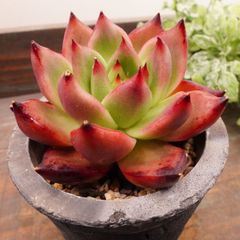 MA073	アメストロ	【イータニク】多肉植物　韓国苗　第四種郵便発送