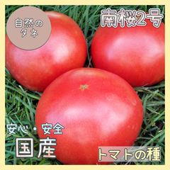 【国内育成・採取】 南桜2号 家庭菜園 種 タネ トマト 野菜