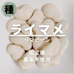 【種】ライマメ　リマビーン　農薬不使用　2粒