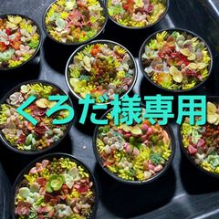 くろだ様専用