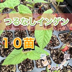 つるなしインゲン　苗　夏野菜　畑　家庭菜園　ガーデニング　さやいんげん