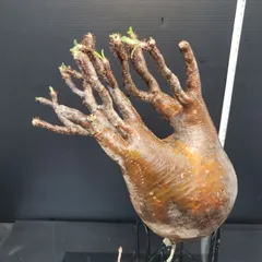 ☆発根済み☆ 抜き苗発送　パキポディウムグラキリ ☆発根済み☆ 抜き苗発送 パキポディウムグラキリ