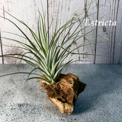 詩島麿 様専用 Tillandsia barfussii - メルカリ