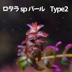 ロタラ sp パール type2  2本 水中葉  送料無料