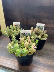 斑入り小型キリンソウ　2ポット　※ゆうパケットプラス発送 斑入り小型キリンソウ 2ポット ※ゆうパケットプラス発送 斑入り