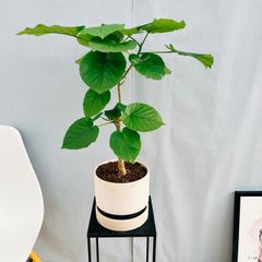 ［現品］1番  フィカス　ウンベラータ　観葉植物　室内　陶器鉢受け皿付き　おしゃれ　かわいい
